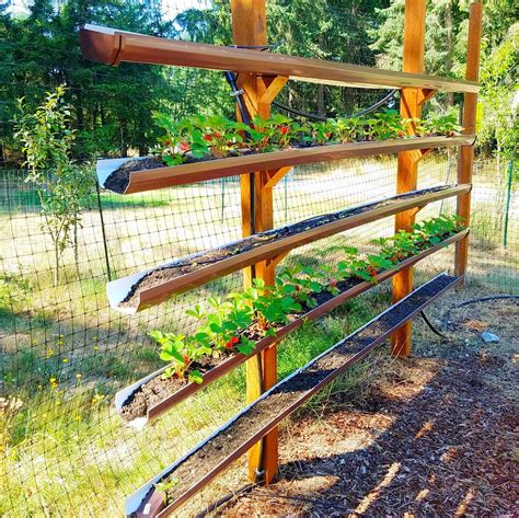 Rain Gutter Strawberry Beds - Modern Design | Gutter garden, Strawberry beds, Vegetable garden ...