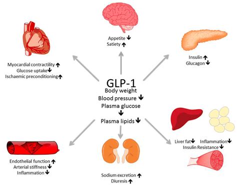 What is GLP-1 (GLP-1 Review)