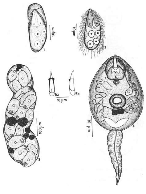 Egg of Pleurogenoides ovatus with miracidium inside. FIG. 2. Miracidium ...