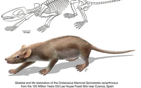 A Cretaceous eutriconodont and integument evolution in early mammals ...