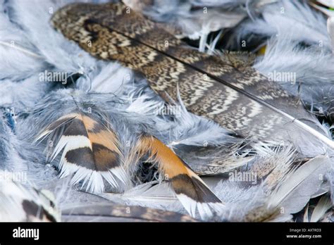 Hazel grouse feathers Stock Photo - Alamy