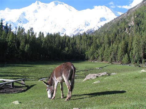 Nanga Parbat, Pakistan 5 Free Photo Download | FreeImages