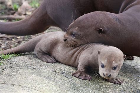 New Forest Wildlife Park Announces Easter Adventures with Otter Cubs ...