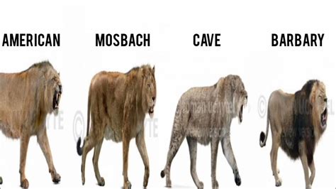 SIZE COMPARISON BETWEEN AMERICAN LION, MOSBACH LION, EURASIAN CAVE LION ...