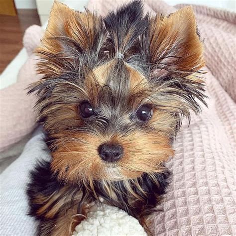 Teacup Yorkie Short Hair | Teacup Yorkie