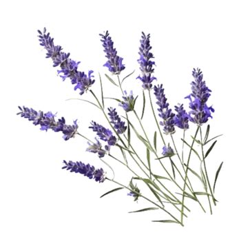 Lavender Blooms In Botanical Ballet, Lavender, Flower, Lavender Flowers PNG Transparent Image ...