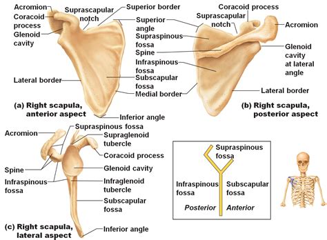 Flashcards - Human and Cat skeleton - | Anatomy bones, Muscle anatomy, Anatomy organs