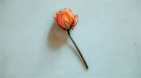 Faded rose on white wall · Free Stock Photo