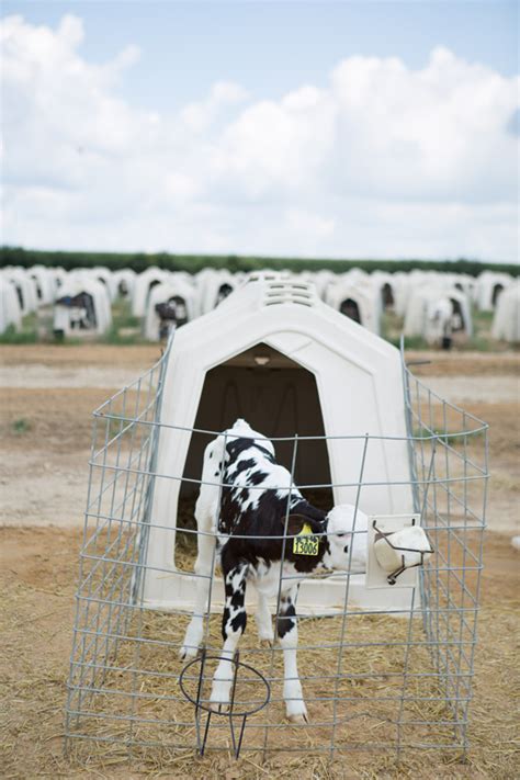 Outdoor Calf Hutches | Calf-Tel