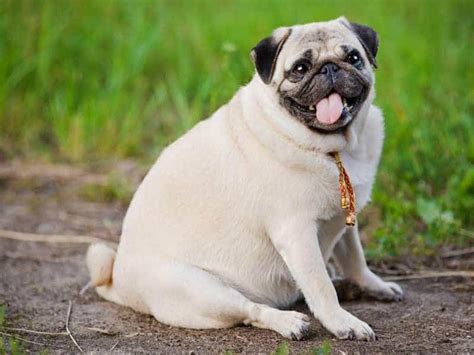 16 giống chó pug lai chưa chắc bạn từng biết