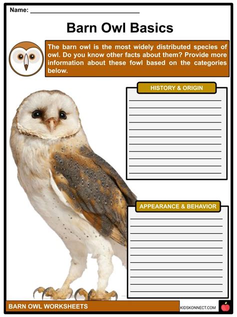 Barn Owl Facts, Worksheets, Taxonomy & Etymology For Kids