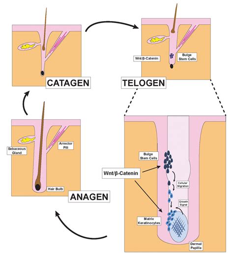 Figure 1 from Treatment of Androgenetic Alopecia Using PRP to Target ...