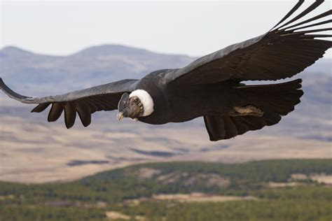 Experts' high-flying study reveals secrets of soaring birds