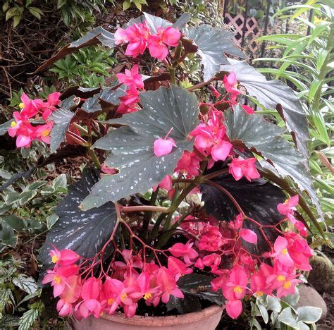 50 Best Angel Wing Begonias ideas | begonia, plants, planting flowers