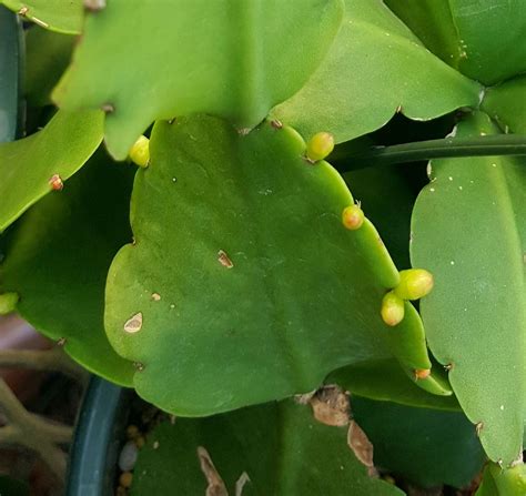 Pin on Plants