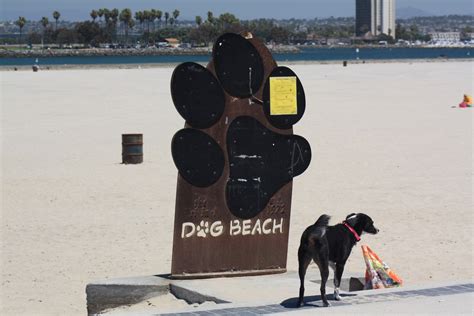 Ocean Beach Dog Beach in San Diego, CA - California Beaches