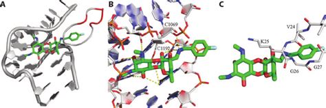 Structure of spectinomycin and its analogs. ( A ) Spectinomycin, ( B )... | Download Scientific ...