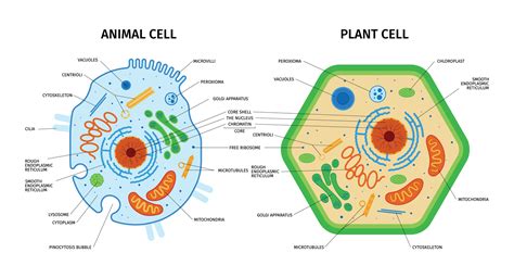 Animal Plant Cells Composition 28573302 Vector Art at Vecteezy