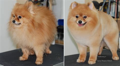 How To Stop Hair Fall Of Pomeranian Dog - favorite Men Haircuts