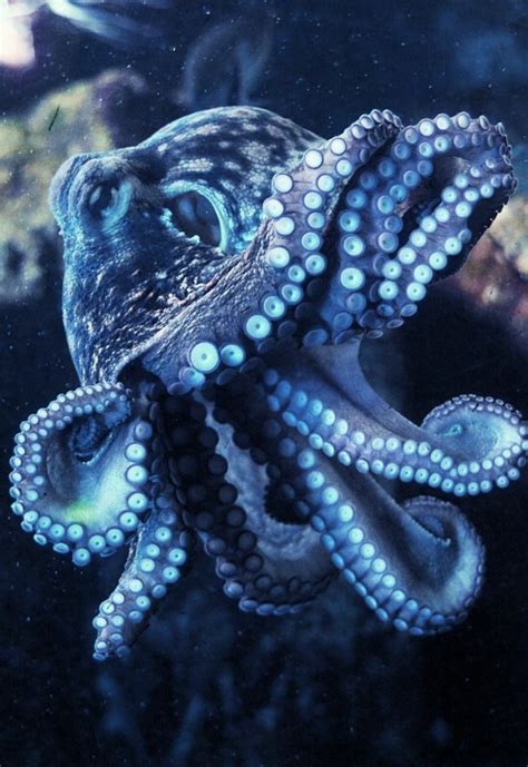 Blue octopus aesthetic | Blekksprut, Dyr, Liv i havet