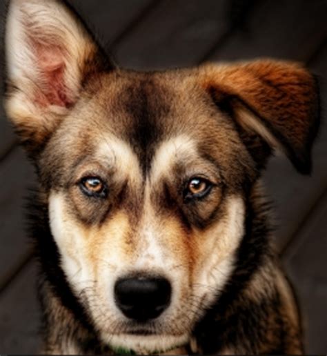 Discovering Dogs With Stunning Brown Eyes - Dog Discoveries