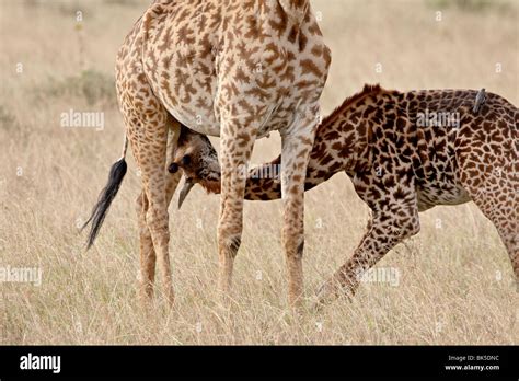 Baby Masai giraffe (Giraffa camelopardalis tippelskirchi) nursing ...