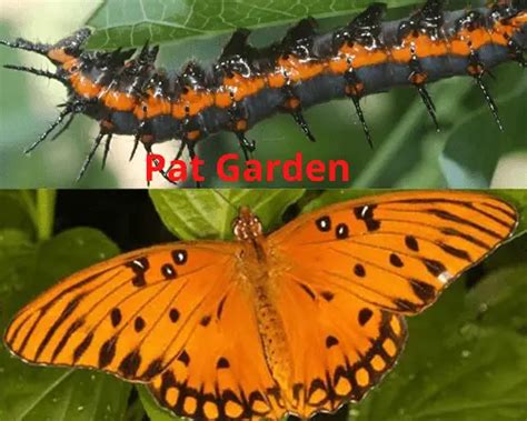 15 Types of Butterfly Caterpillars with Pictures - Pat Garden