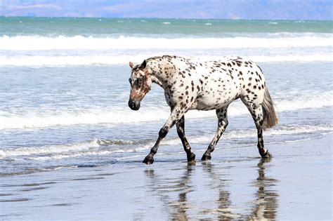 Appaloosa Horse Breed Profile, Facts and Information - Mammal Age