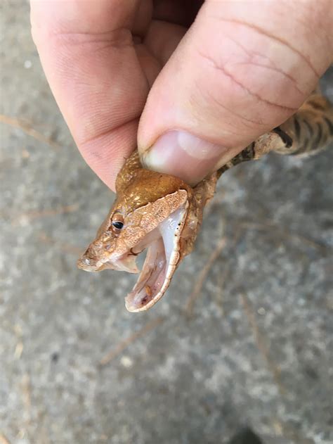 Copperheads: What are the Risks? | Urban Wildlife Control