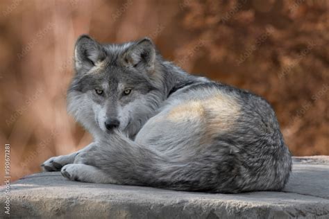 Mexican gray wolf full body portrait laying on a rock in the woods ...