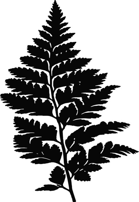 Download Fern, Leaf, Leaves. Royalty-Free Vector Graphic - Pixabay