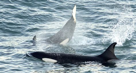 Galería de Fotos de Orcas Stunning Orca Photo Gallery: Explore the ...