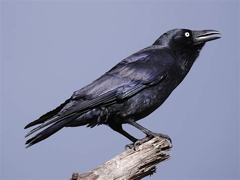 Forest Raven (Corvus tasmanicus)