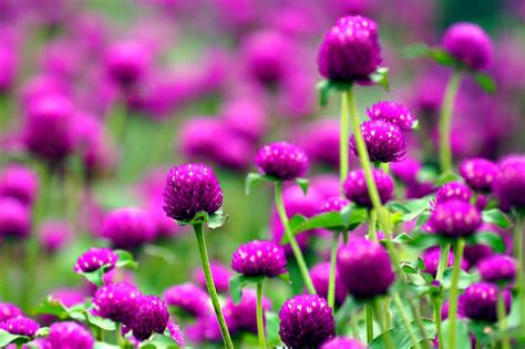 Globe Amaranth Flowers Nature - Free photo on Pixabay - Pixabay