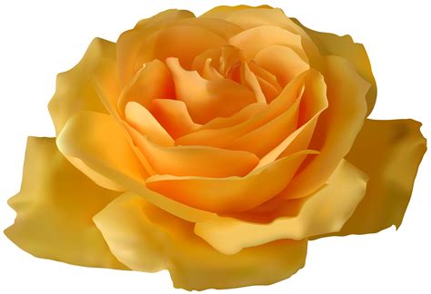 yellow rose clipart png 10 free Cliparts | Download images on ...