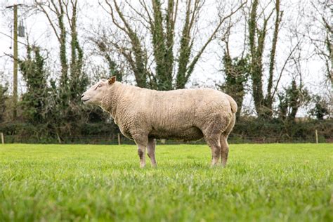 Sheep focus: Over two decades of Charollais breeding in the heart of ...