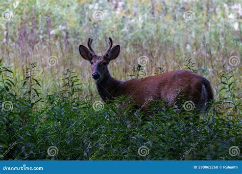 Whitetail Buck with Velvet Antlers Stock Photo - Image of mammal, lifestyle: 290062268