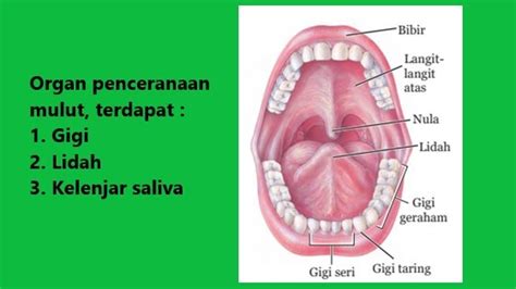 Mengenal sistem organ pencernaan makanan utama dan tambahan pada ...