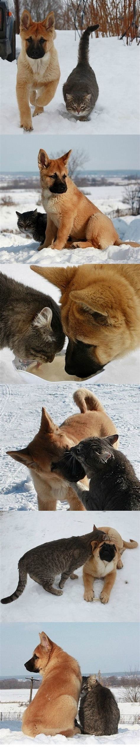 Dog Cat Best Friends – 1Funny.com