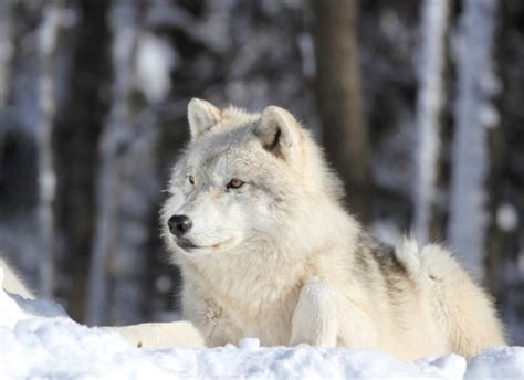 Wolf Sleeping In Snow Stock Photo - Download Image Now - iStock