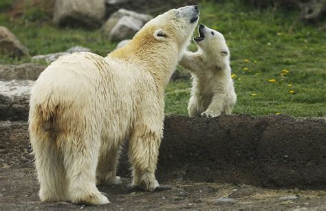 3 Columbus Zoo polar bear cubs named - The Blade