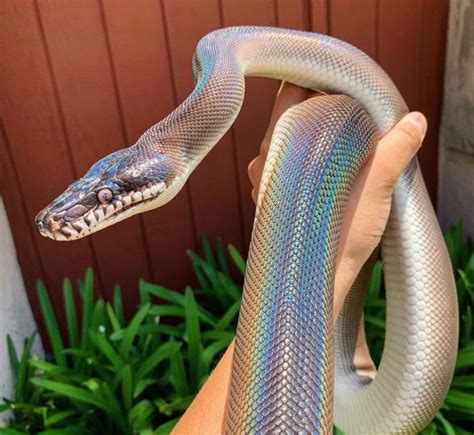 Iridescent White Lipped Python | Pet snake, Snake photos, Snake