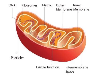 Mitochondria | Cell Organelle - Javatpoint