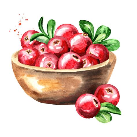 2,400+ Cranberry Harvest Stock Illustrations, Royalty-Free Vector ...