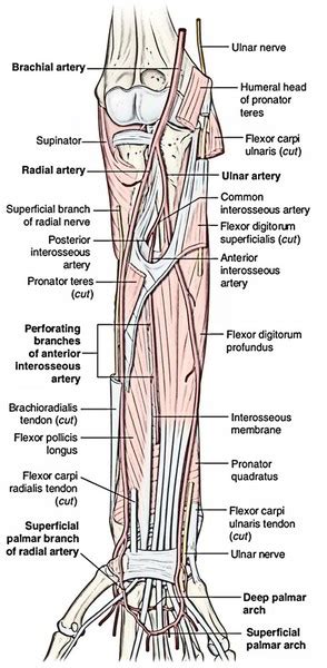 Easy Notes On 【Radial Artery】Learn in Just 4 Minutes! – Earth's Lab