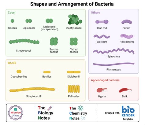 Identify The Following Shapes Of Bacteria