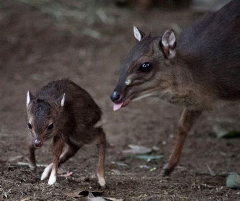 This Blue Duiker Baby Has a Red Rudolph Nose! - ZooBorns