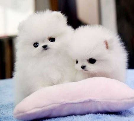 Teacup Pomeranian for Adoption | Teacup Pomeranian