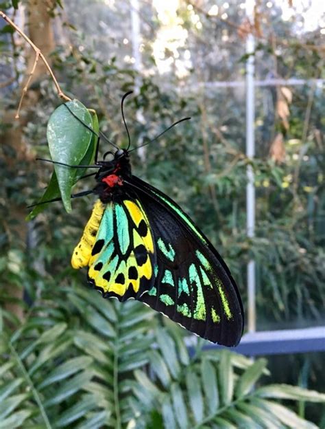 Richmond birdwing butterfly at Melbourne Zoo : r/melbourne