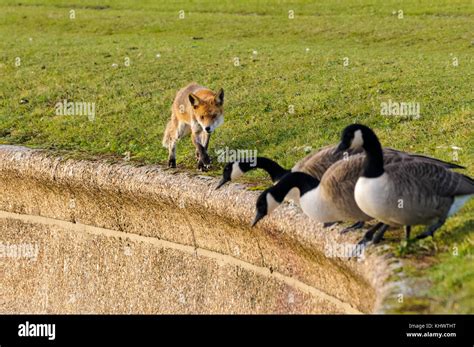 Wildlife at Walthamstow Wetlands, London, England, United Kingdom, UK Stock Photo - Alamy